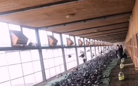 賽級(jí)信鴿戰(zhàn)力驚人！